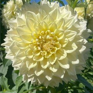 Meet your Posher, Dylan